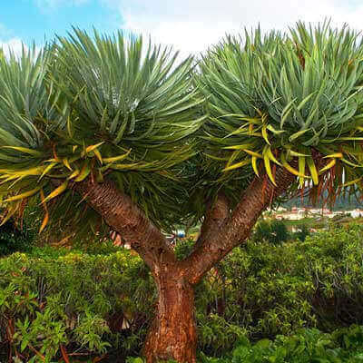 DRACAENA DRACO - Dragon Tree