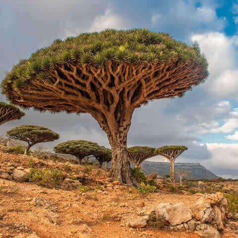 DRACAENA DRACO - Dragonnier