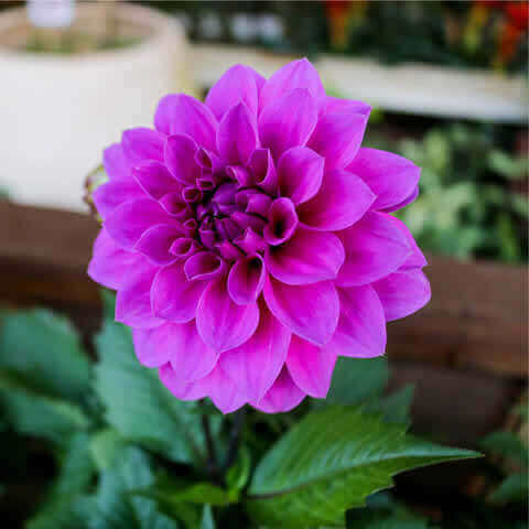 DAHLIA VARIABILIS Unwins hybrids