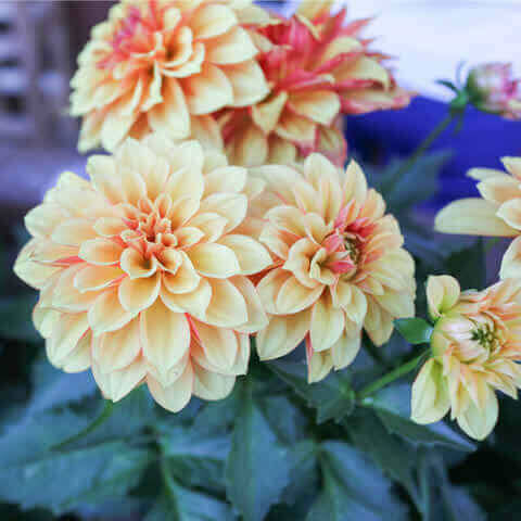 DAHLIA VARIABILIS Unwins hybrids - Dwarf Dahlia