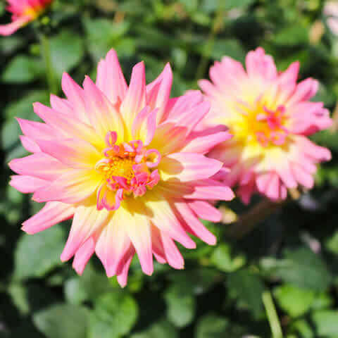 DAHLIA VARIABILIS Unwins hybrids - Dwarf Dahlia