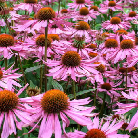 ECHINACEA PURPUREA - Purple Coneflower