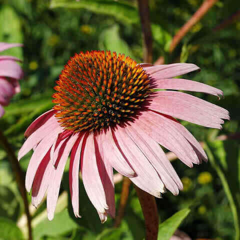 ECHINACEA PURPUREA - Equincea