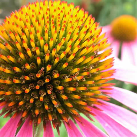 ECHINACEA PURPUREA - Equincea