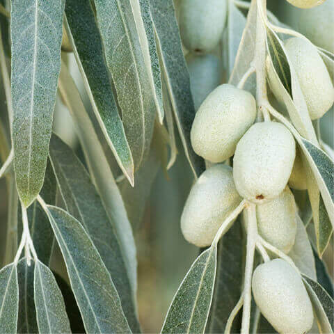 ELAEAGNUS ANGUSTIFOLIA - Russian Olive