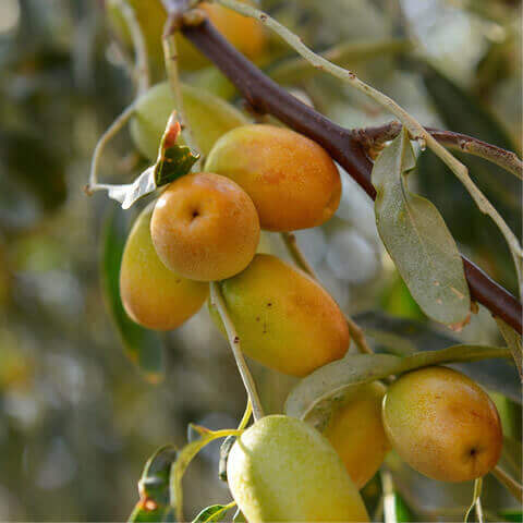 ELAEAGNUS ANGUSTIFOLIA - Russian Olive