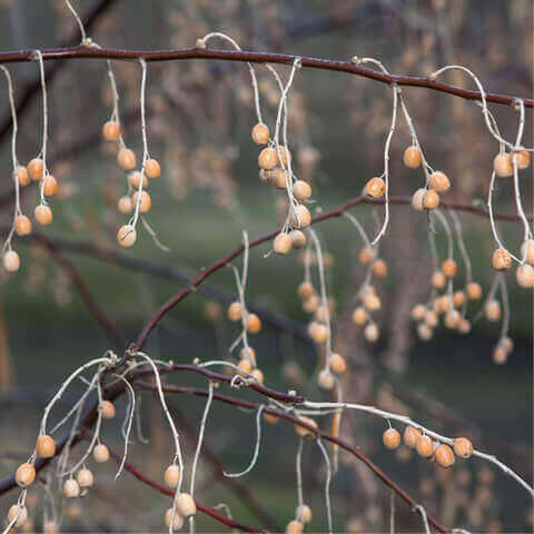 ELAEAGNUS ANGUSTIFOLIA - rbol del paraso