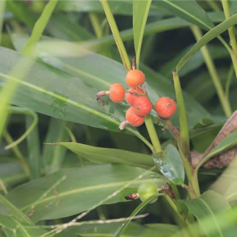 ELETTARIA CARDAMOMUM - Cardamomo