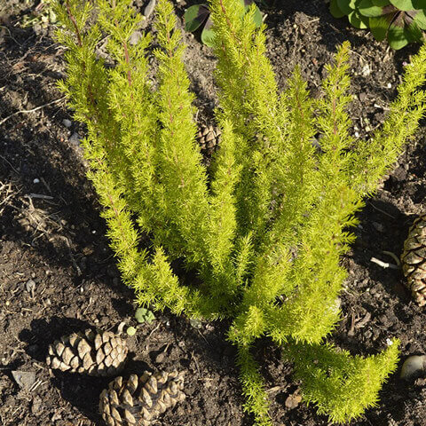 ERICA ARBOREA - Brezo blanco