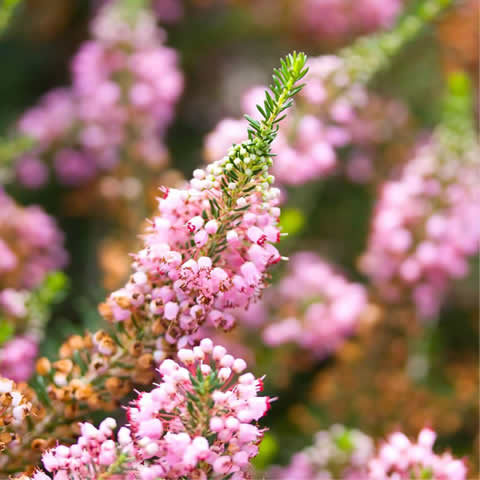ERICA VAGANS - Brezo