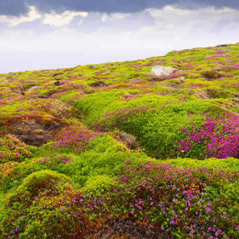 ERICA CINEREA, flor