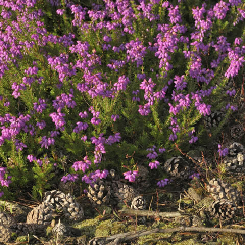 ERICA CINEREA, flor