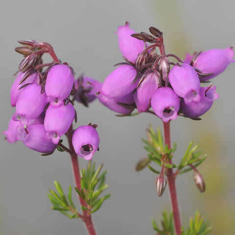 ERICA CINEREA, flor