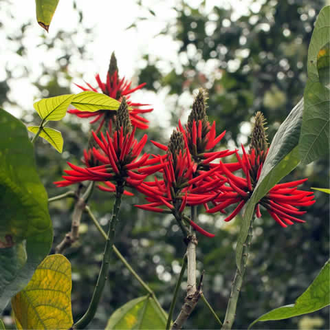 ERYTHRINA CAFFRA - rbol coral