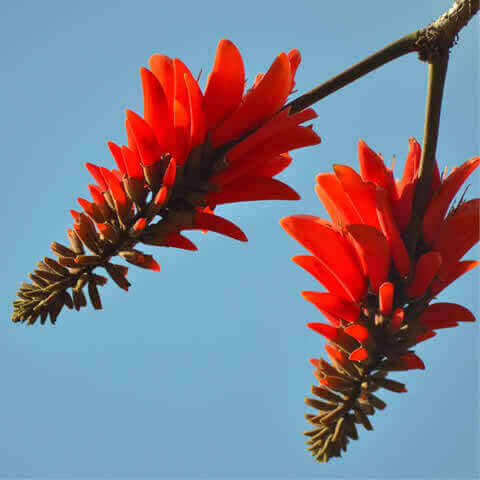 ERYTHRINA CAFFRA - rbol coral
