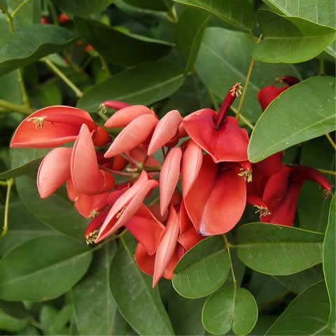 ERYTHRINA CORALLODENDRON - rbol de chocho