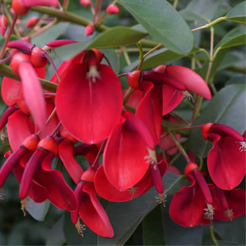 ERYTHRINA CRISTA-GALLI - Cocks Spur Coral Tree