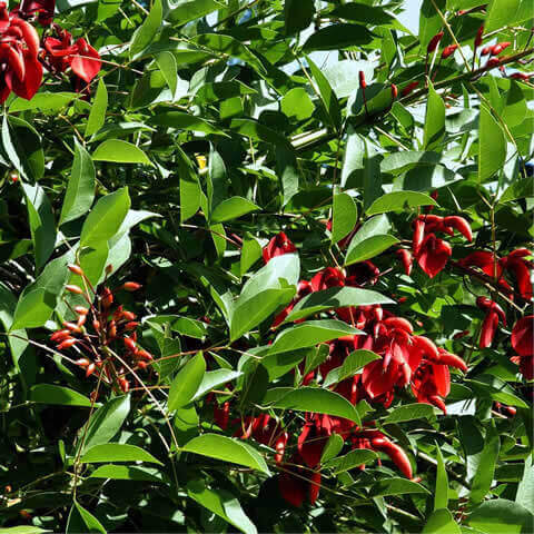 ERYTHRINA CRISTA-GALLI - Cocks Spur Coral Tree