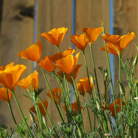 ESCHSCHOLTZIA CALIFORNICA - Amapola de California
