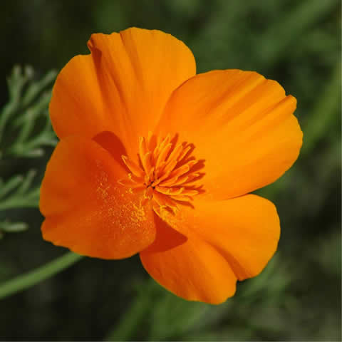 ESCHSCHOLTZIA CALIFORNICA - Amapola de California
