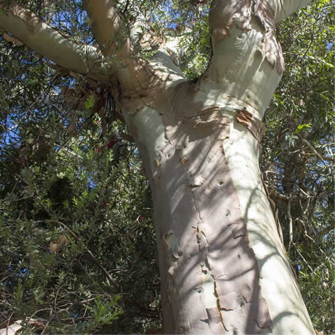 EUCALYPTUS CITRIODORA - Gomero de olor a limn
