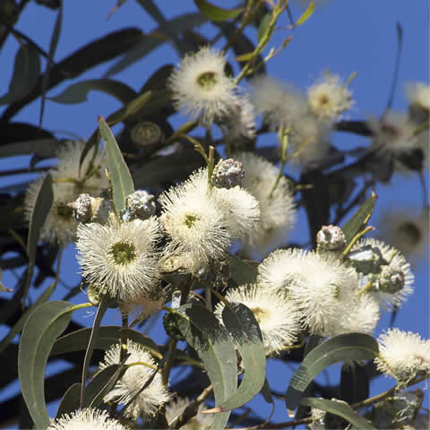 EUCALYPTUS GLOBULUS - Eucalipto azul