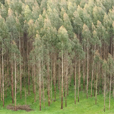 EUCALYPTUS NITENS - Gomero brillante