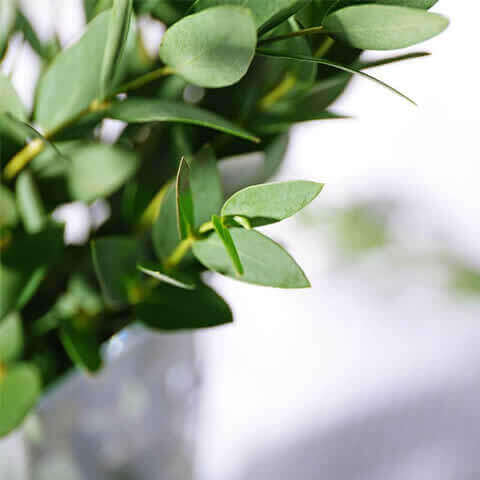 EUCALYPTUS PARVULA - Gomero de hoja pequea