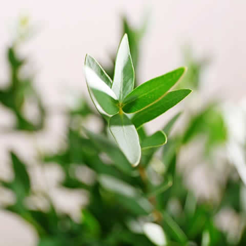 EUCALYPTUS PARVULA - Gomero de hoja pequea