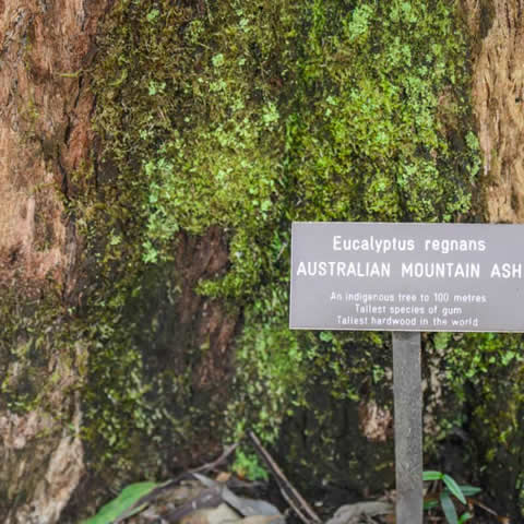 EUCALYPTUS REGNANS - Fresno de montaa