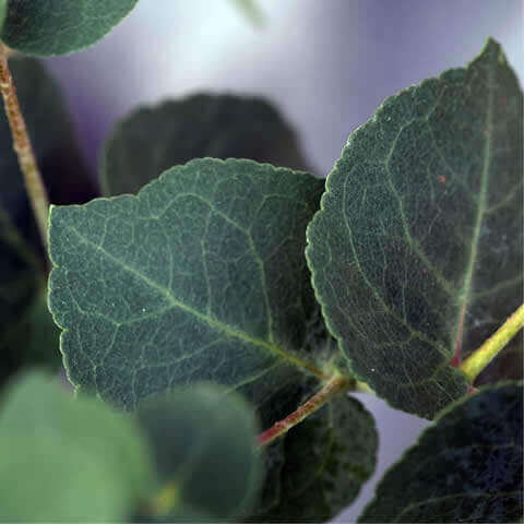 EUCALYPTUS BRIDGESIANA