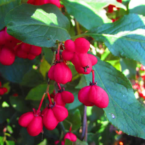 EUONYMUS EUROPAEUS - Bonetero