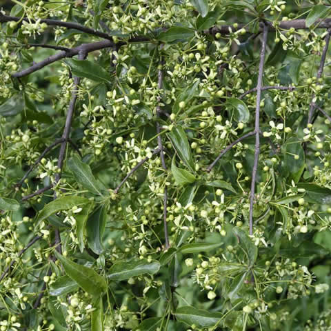EUONYMUS EUROPAEUS - Bonetero