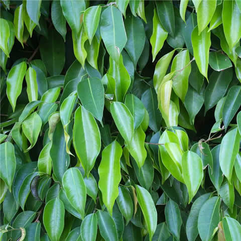 FICUS BENJAMINA - Weeping Fig