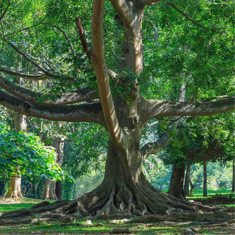 FICUS BENJAMINA - Matapalo