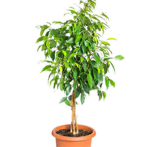 FICUS BENJAMINA - Matapalo