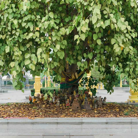 FICUS RELIGIOSA - Sacred Fig Tree