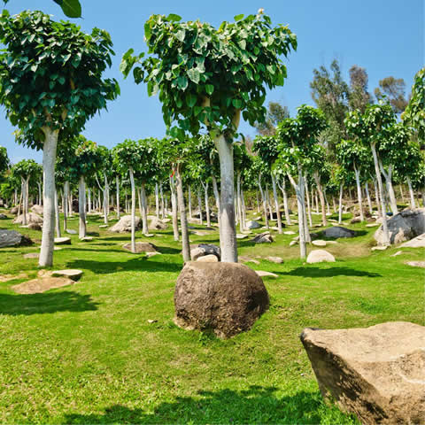 FICUS RELIGIOSA - Higuera sagrada