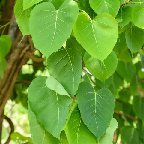 FICUS RELIGIOSA - Higuera sagrada