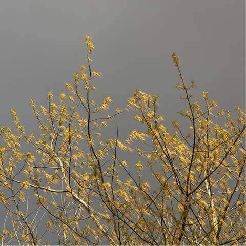 FRAXINUS ORNUS