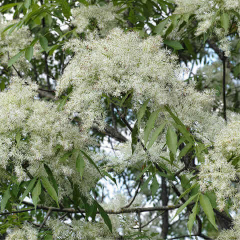 FRAXINUS ORNUS