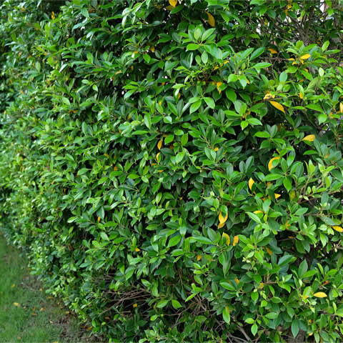 FICUS MICROCARPA (F.nitida)