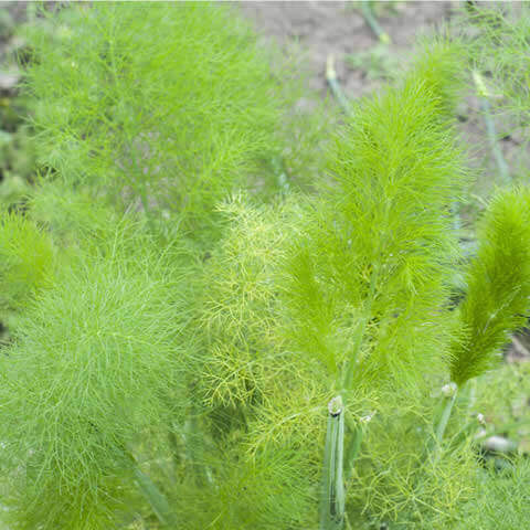 FOENICULUM VULGARE var. DULCE - Sweet Fennel