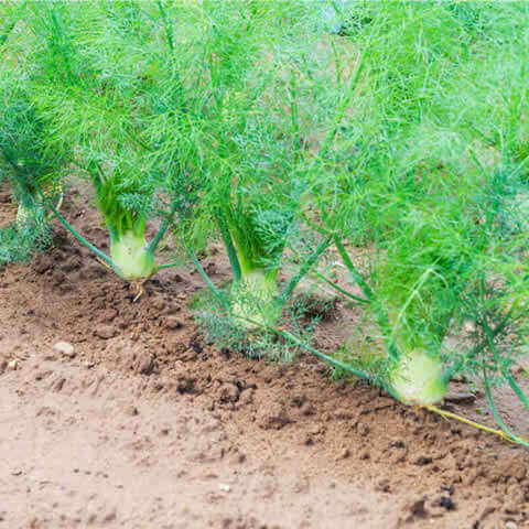 FOENICULUM VULGARE var. DULCE