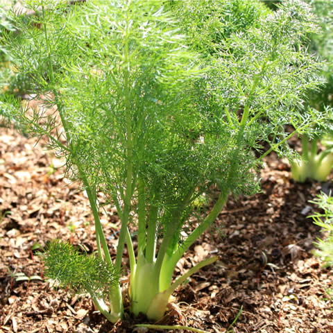 FOENICULUM VULGARE var. DULCE