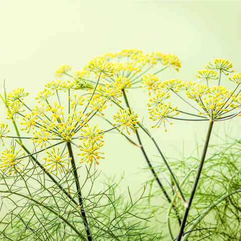 FOENICULUM VULGARE var. DULCE