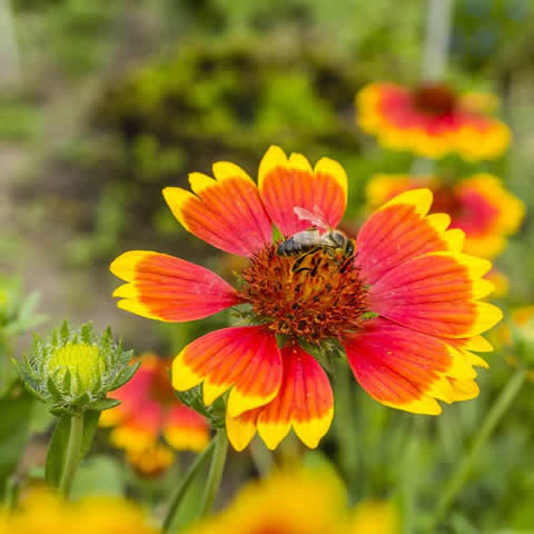 GAILLARDIA ARISTATA - Gallardia