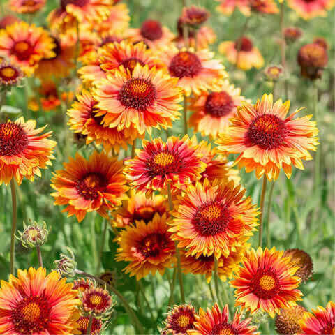 GAILLARDIA ARISTATA - Gallardia