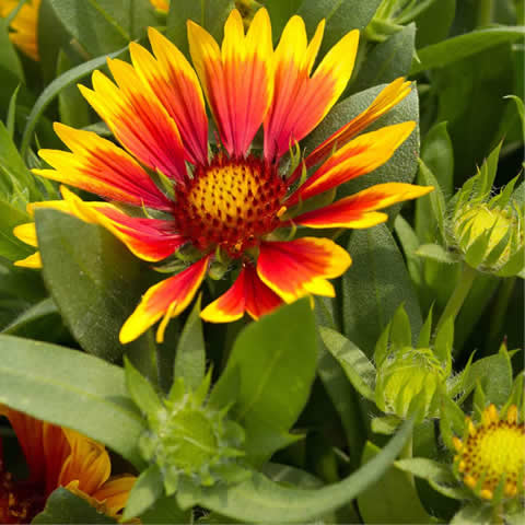 GAILLARDIA ARISTATA - Gallardia