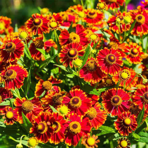 GAILLARDIA ARISTATA - Gallardia